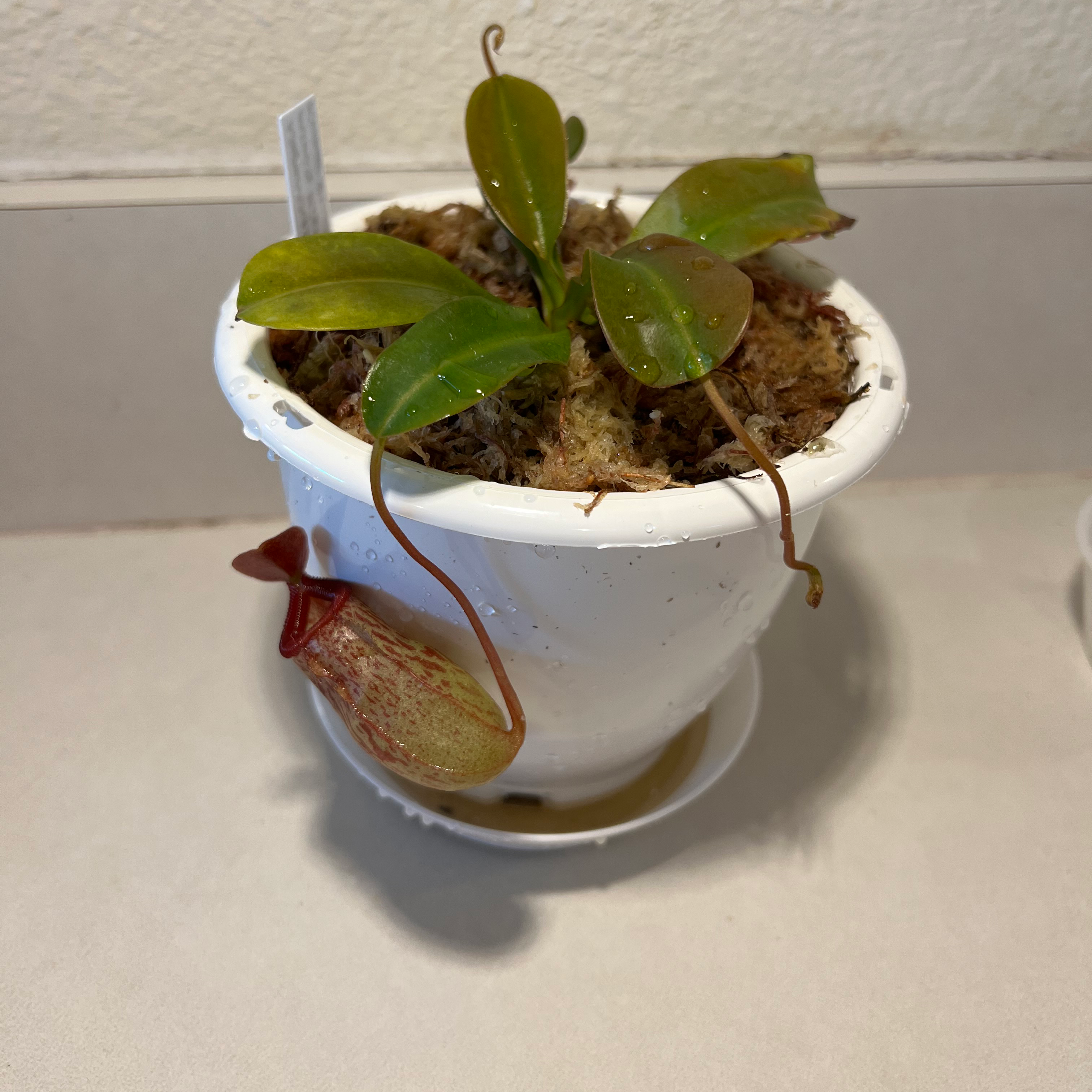 Nepenthes ventricosa Pitcher Plant in a white pot with visible soil and a prominent pitcher.