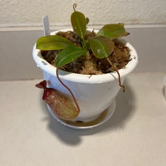 Nepenthes ventricosa Pitcher Plant plant in Harrisburg, North Carolina