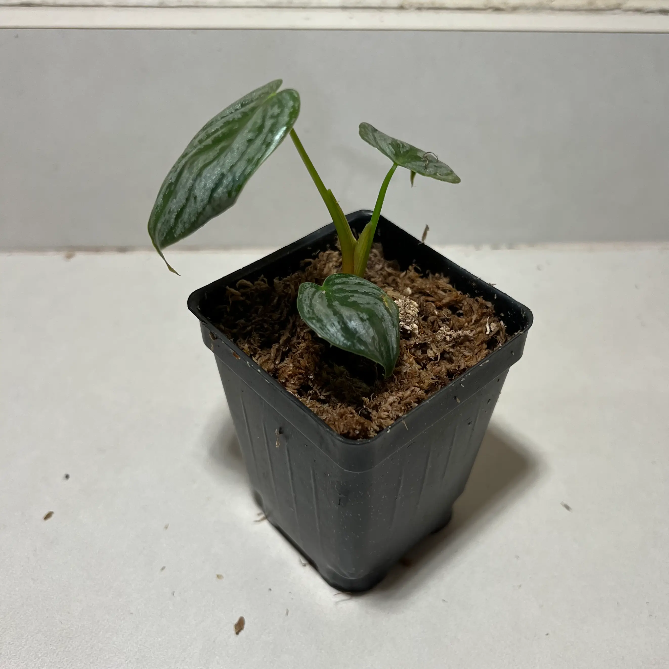 Silver Leaf Philodendron in a black plastic pot with healthy green leaves and silver markings.