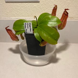 Nepenthes 'Diana' plant in Harrisburg, North Carolina