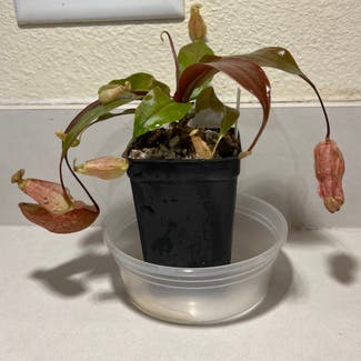 Nepenthes suki plant in Harrisburg, North Carolina