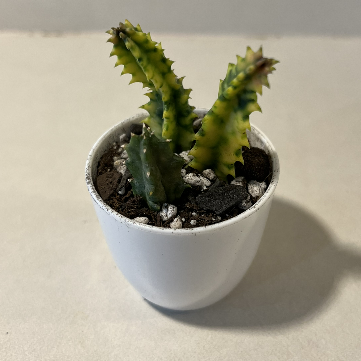 Lifesaver Cactus in a white pot with some yellowing and browning on its leaves.