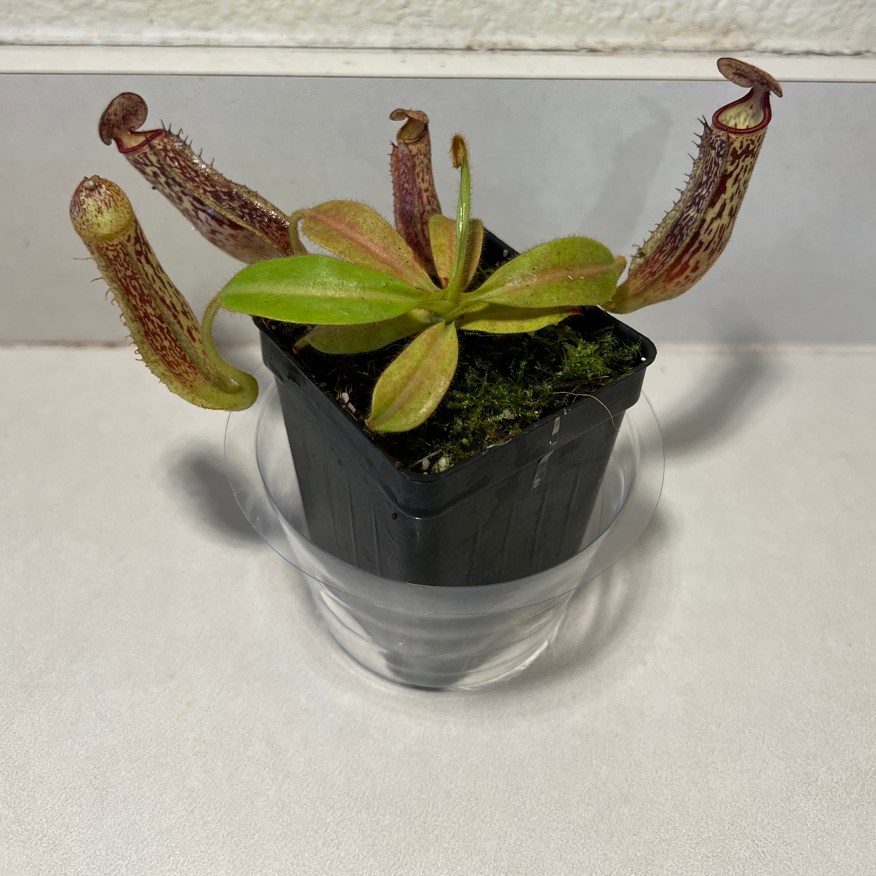 Plant care for Adrian's Pitcher Plant on Greg, the plant care app