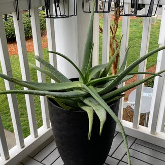 Aloe vera plant in Harrisburg, North Carolina