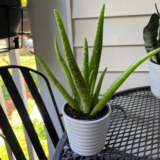 Aloe vera plant in Harrisburg, North Carolina