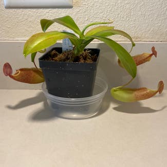pitcher plant plant in Harrisburg, North Carolina