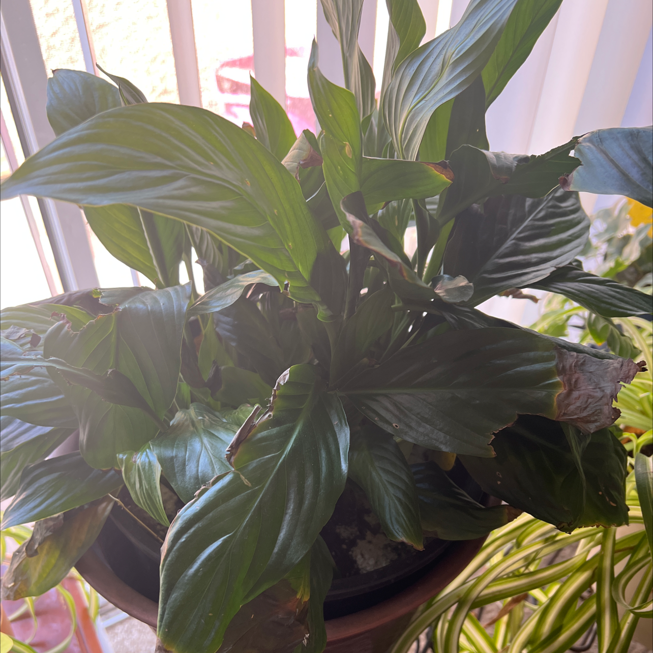 Lily