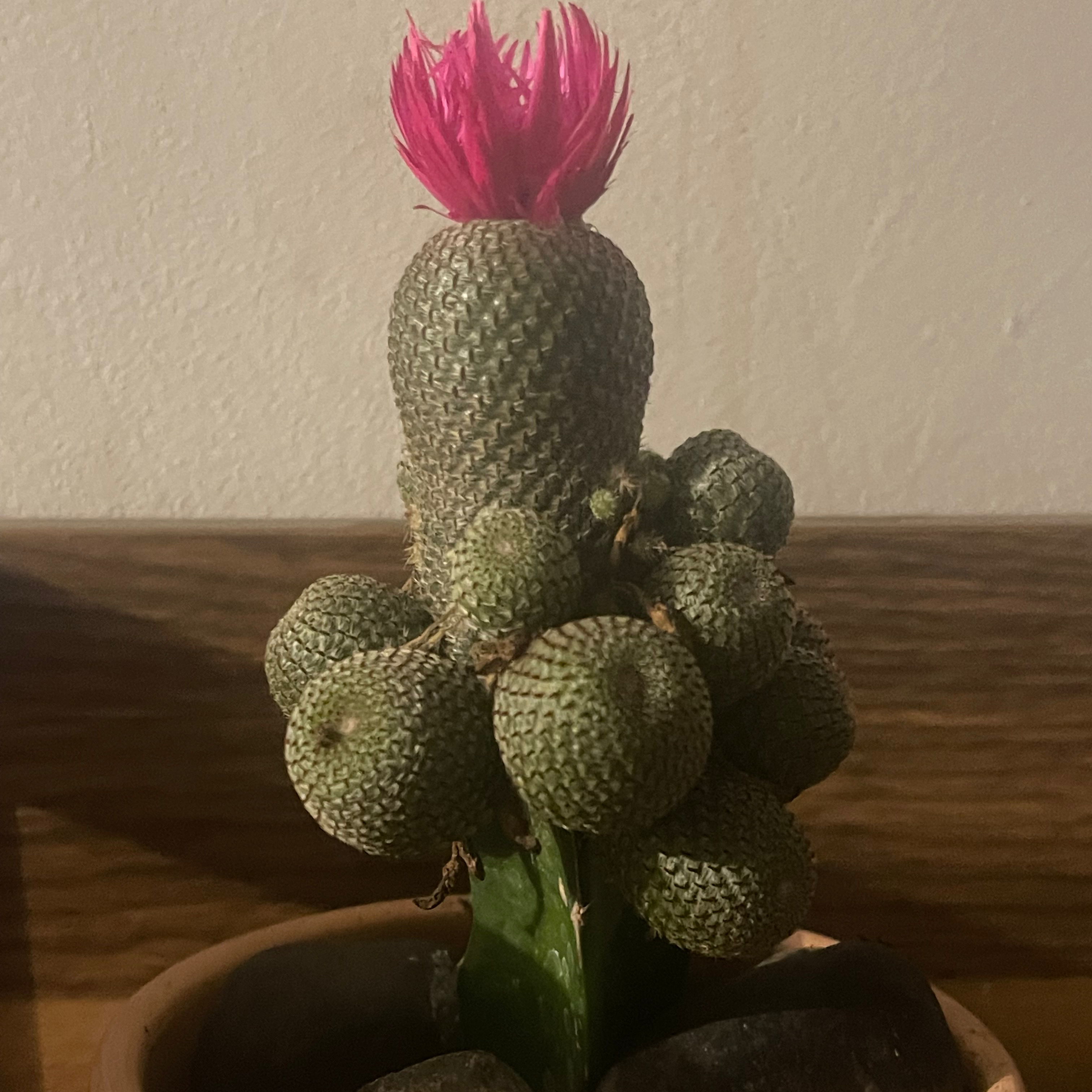 Bakersfield Beavertail Cactus with a pink flower at the top, well-framed and healthy.