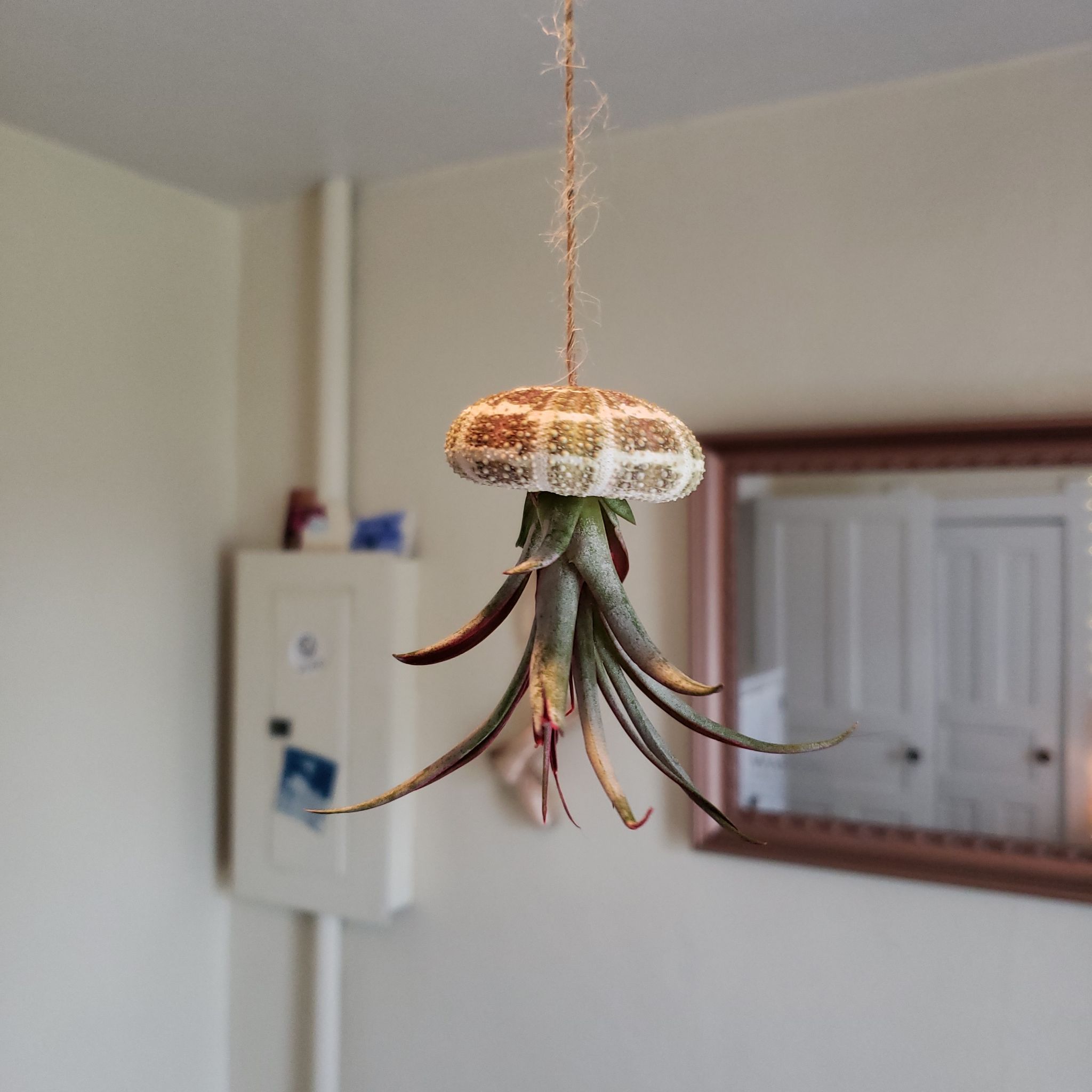Brachycaulos Green Air Plant hanging indoors from a string, appears healthy.