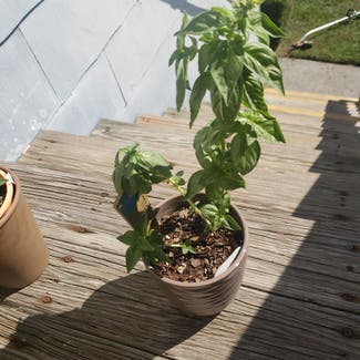 Sweet Basil plant in Bowling Green, Ohio
