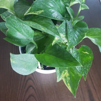Golden Pothos plant in Bowling Green, Ohio
