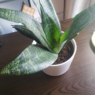Snake Plant plant in Bowling Green, Ohio