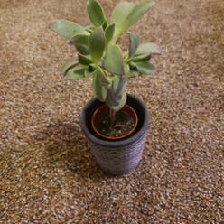 Haworth's Aeonium plant