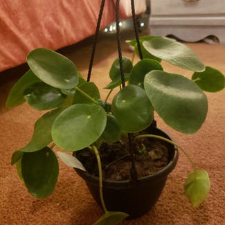 Chinese Money Plant plant in Bowling Green, Ohio