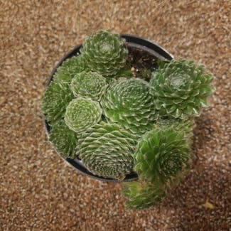 Cobweb Hens and Chicks plant in Bowling Green, Ohio