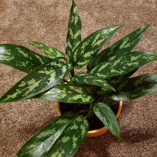 Chinese Evergreen plant in Bowling Green, Ohio