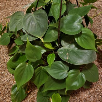 Heartleaf Philodendron plant in Bowling Green, Ohio