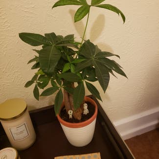 Money Tree plant in Bowling Green, Ohio