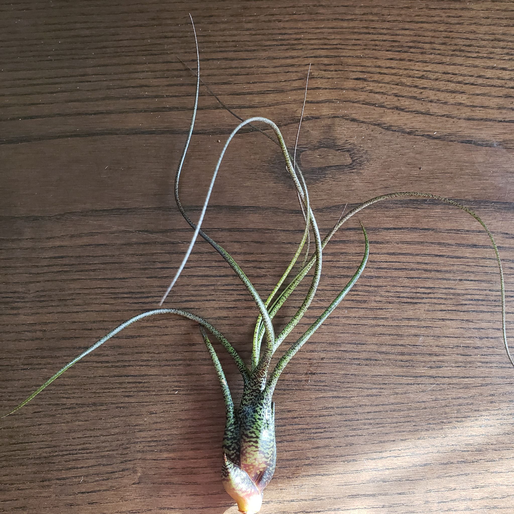Tillandsia butzii plant on a wooden surface, healthy with elongated green leaves.