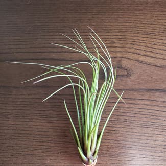 Air Plant plant in Bowling Green, Ohio