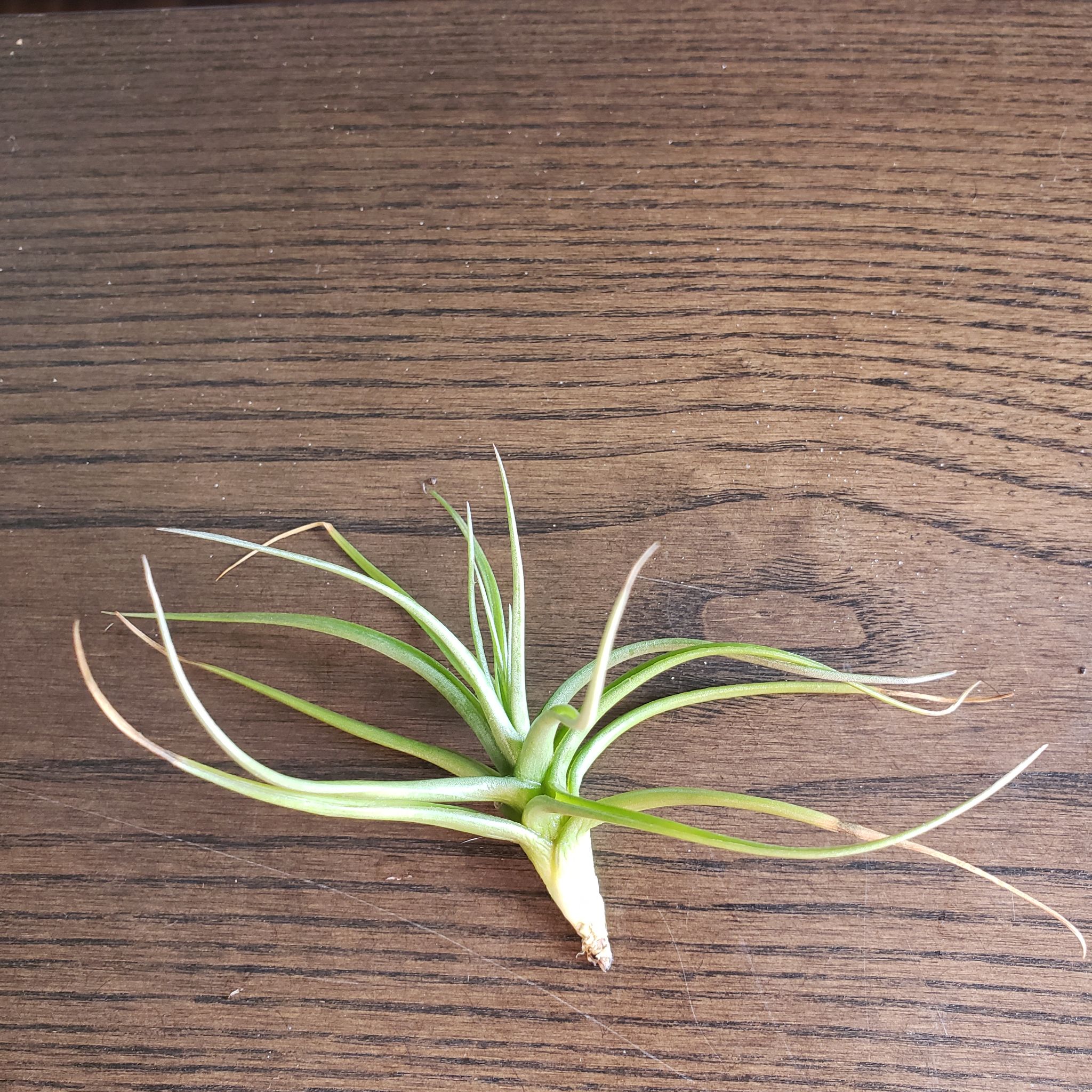 Fishbone Air Plant on a wooden surface, appears healthy with green leaves.