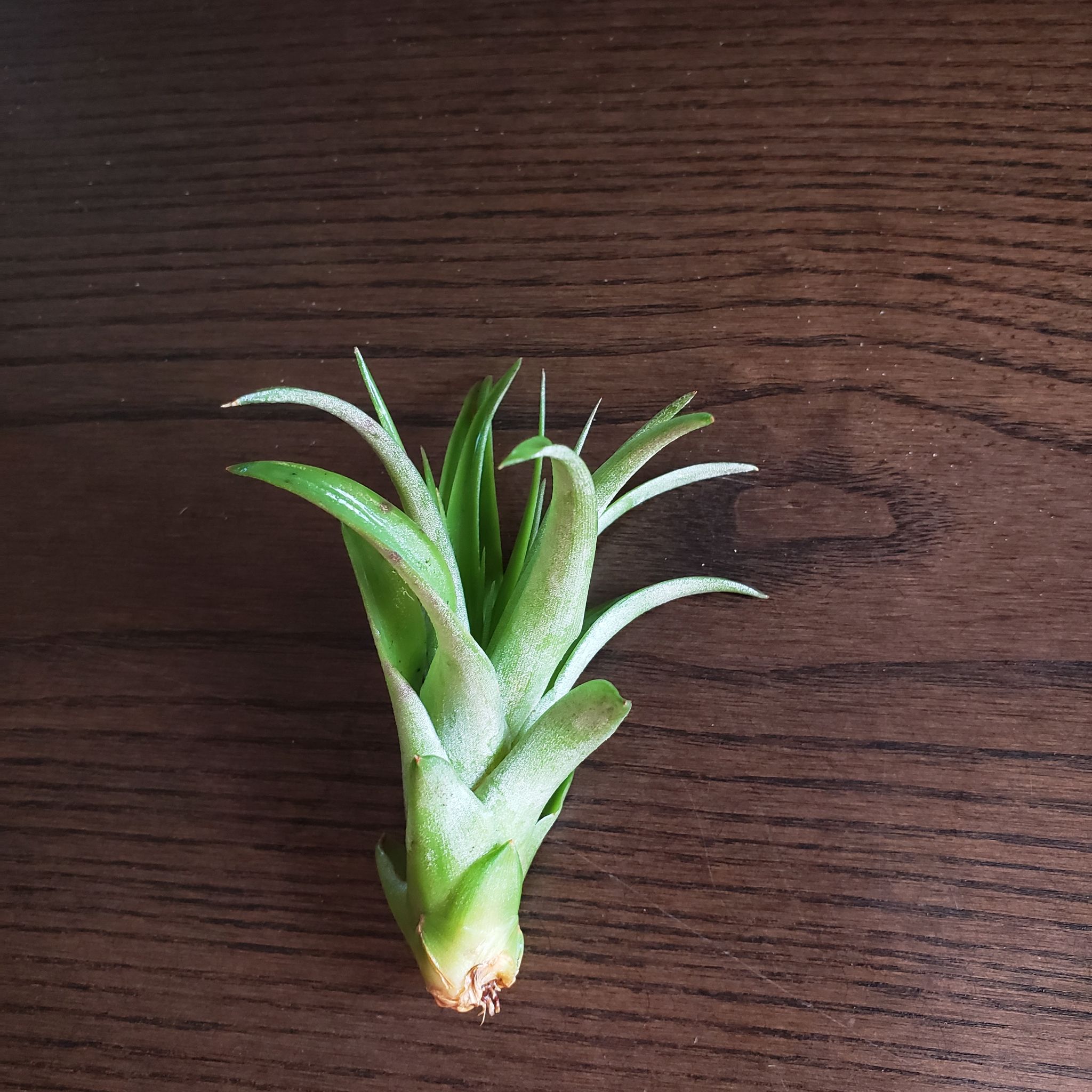 Aeranthos Air Plant on a wooden surface, appears healthy.