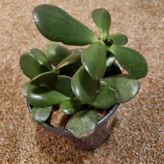 Jade plant in Bowling Green, Ohio