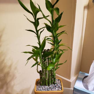 Lucky Bamboo plant in Bowling Green, Ohio