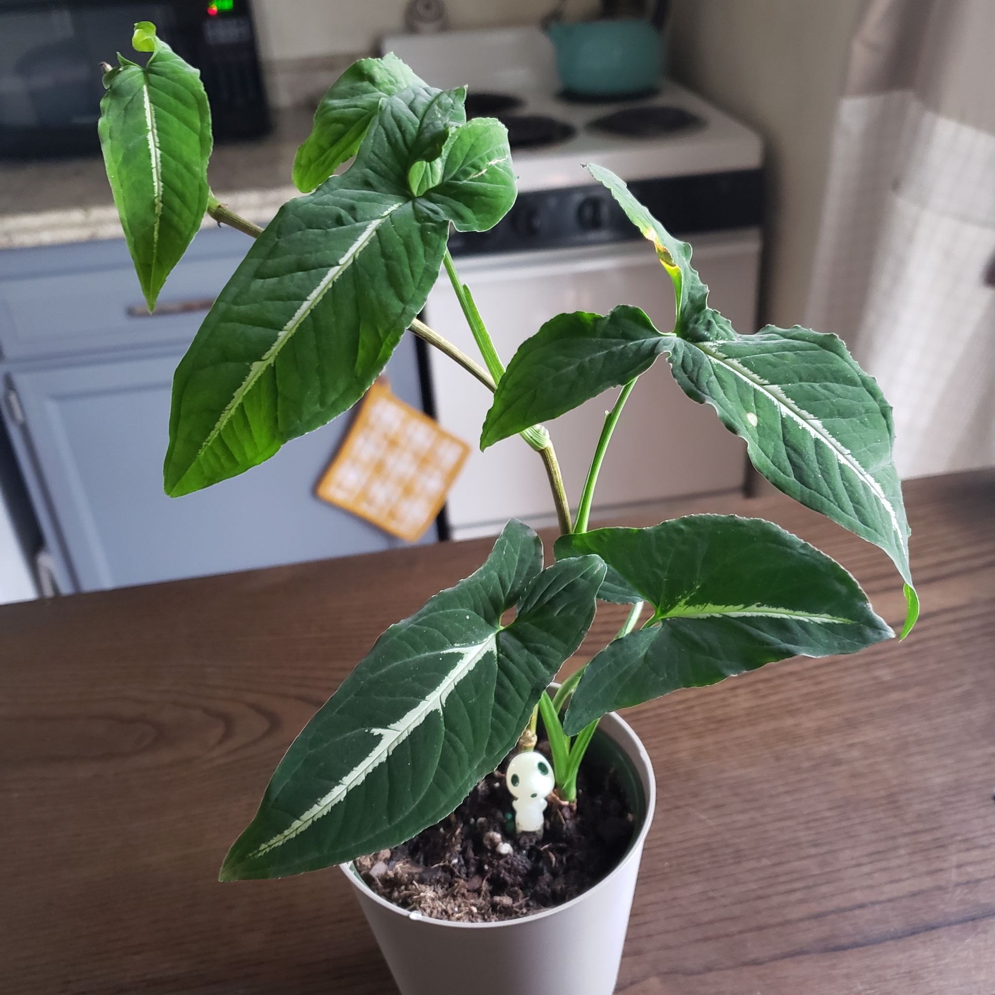 Syngonium wendlandii plant in a white pot with dark green leaves and white veins.