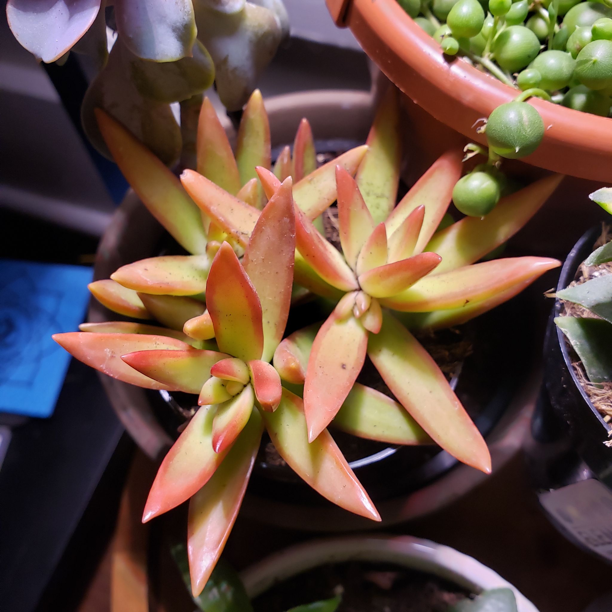 Sedum 'Firestorm' plant with vibrant leaves, well-framed and centered.