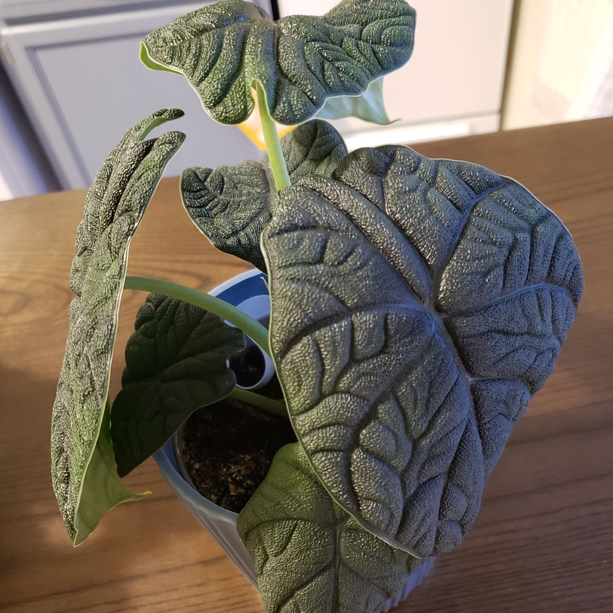 Alocasia 'Rugosa' plant in a pot with healthy, textured leaves.