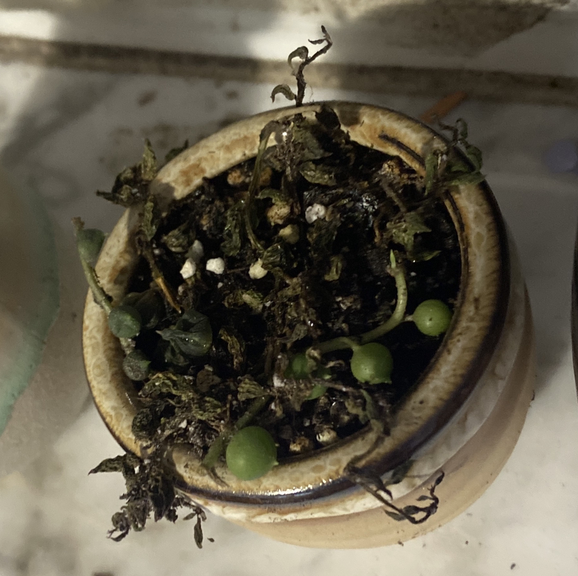 Variegated String of Pearls plant in a small pot with significant browning and wilting.