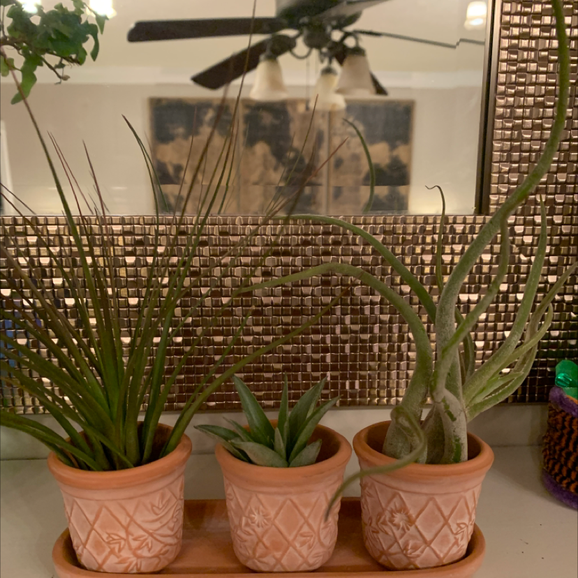 Photo of the plant species Medusa Head Air Plant by @BrownThumbHil8 named Earth, Wind, and Fire on Greg, the plant care app