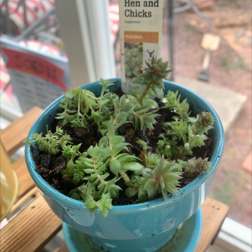 Photo of the plant species Hen and Chicken Fern by @BrownThumbHil8 named Poor Cosette🥺 on Greg, the plant care app