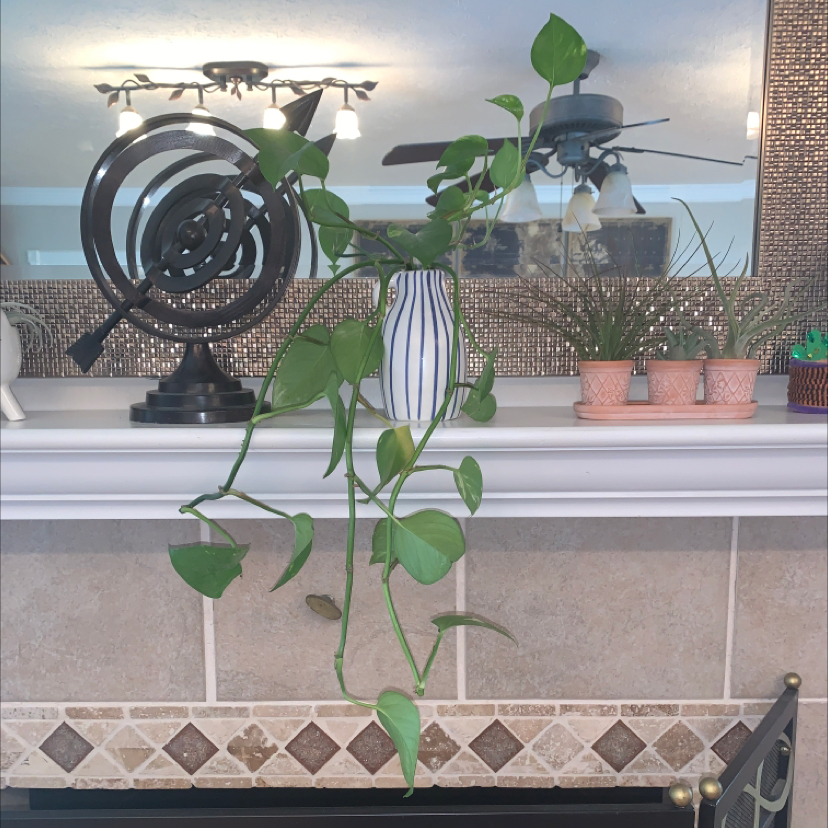 Taro Vine plant photo by @BrownThumbHil8 named Alanis V on Greg, the plant care app.