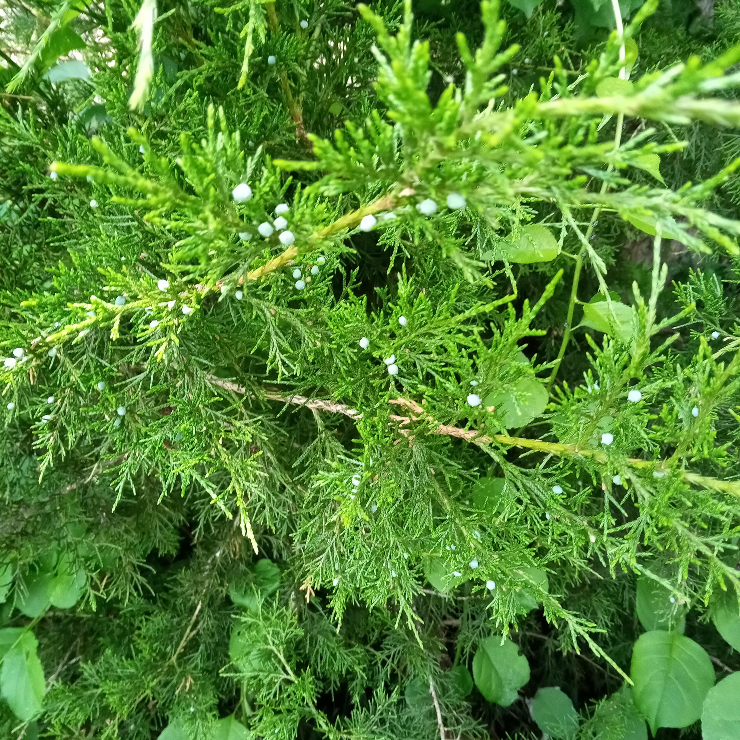 Photo of the plant species American Juniper by @DreamySnowdrop named Me on Greg, the plant care app
