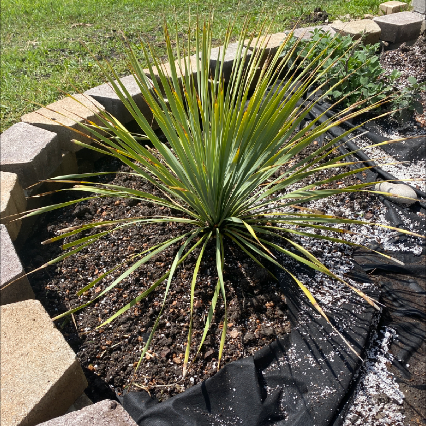 Photo of the plant species Beaked Yucca by Katie named Yucca on Greg, the plant care app