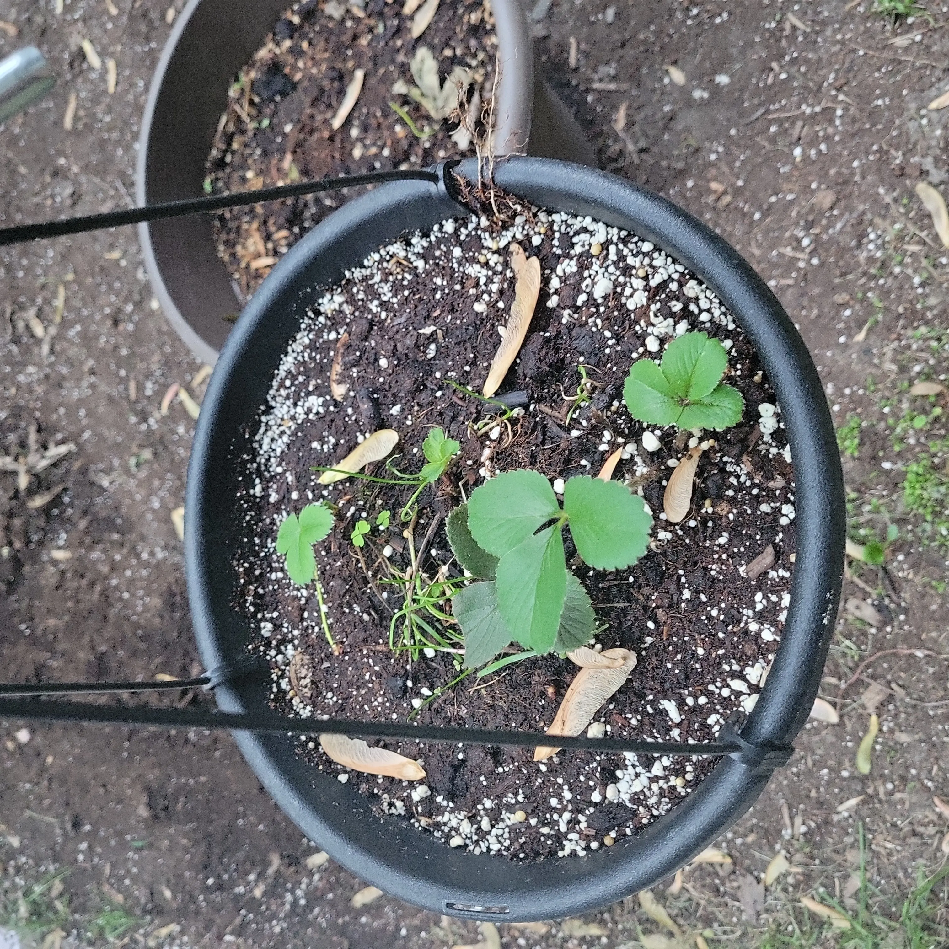 Potted Mock Strawberry plant with visible soil and green leaves.