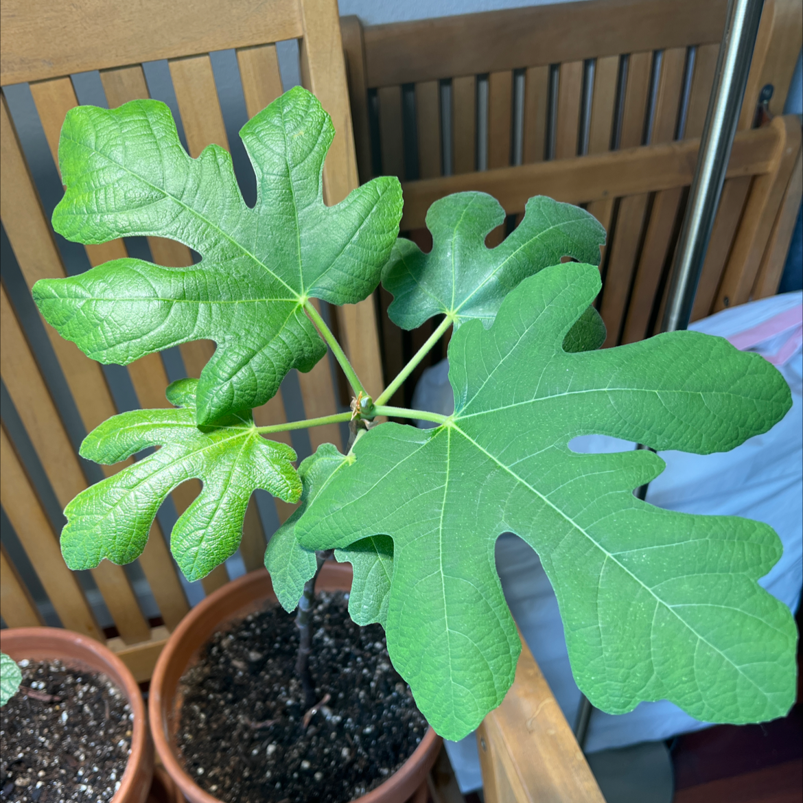 Healthy Hardy Fig Tree with vibrant green leaves in a pot. Soil is visible.