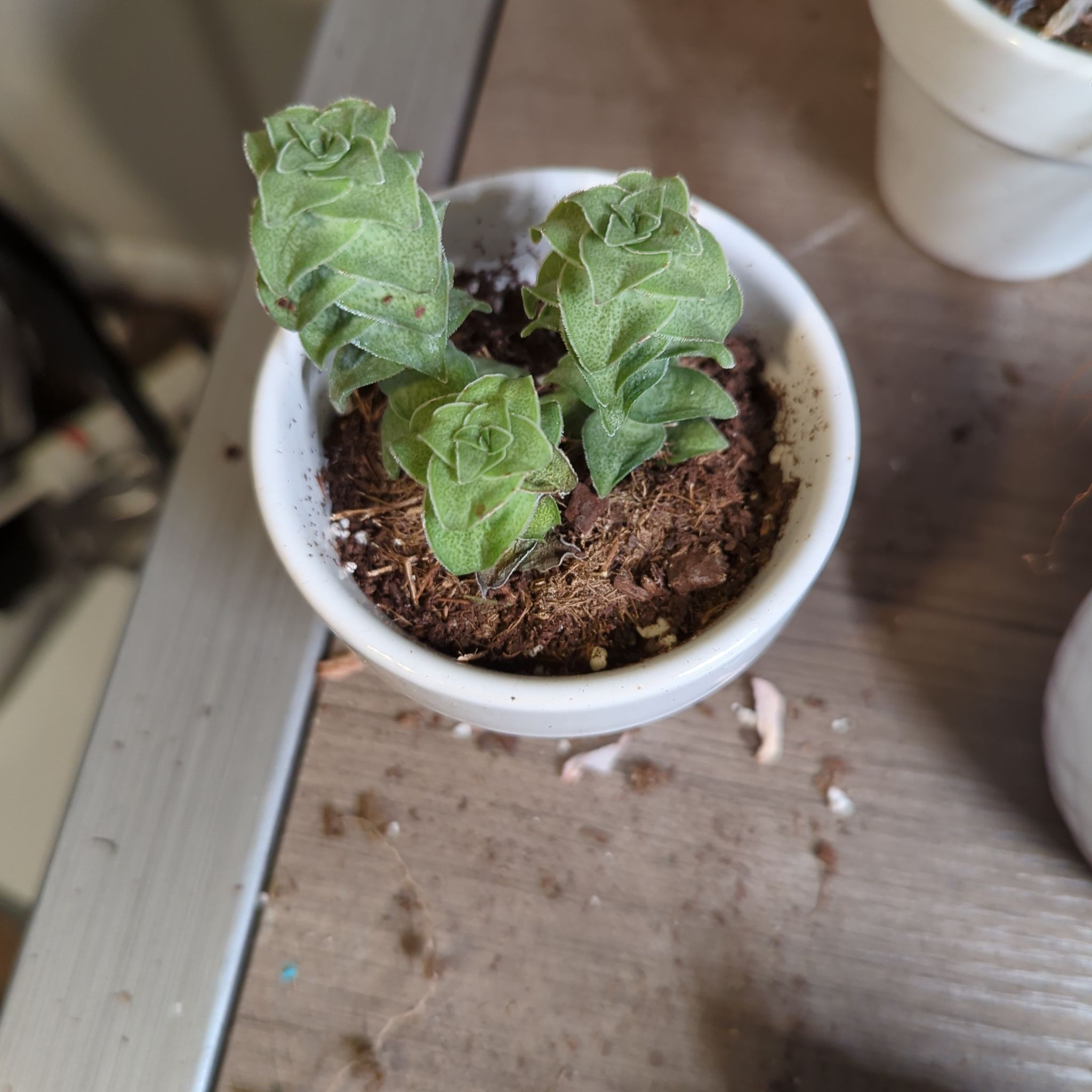 Crassula 'Moonglow' plant with three rosettes in a small pot, healthy and well-framed.
