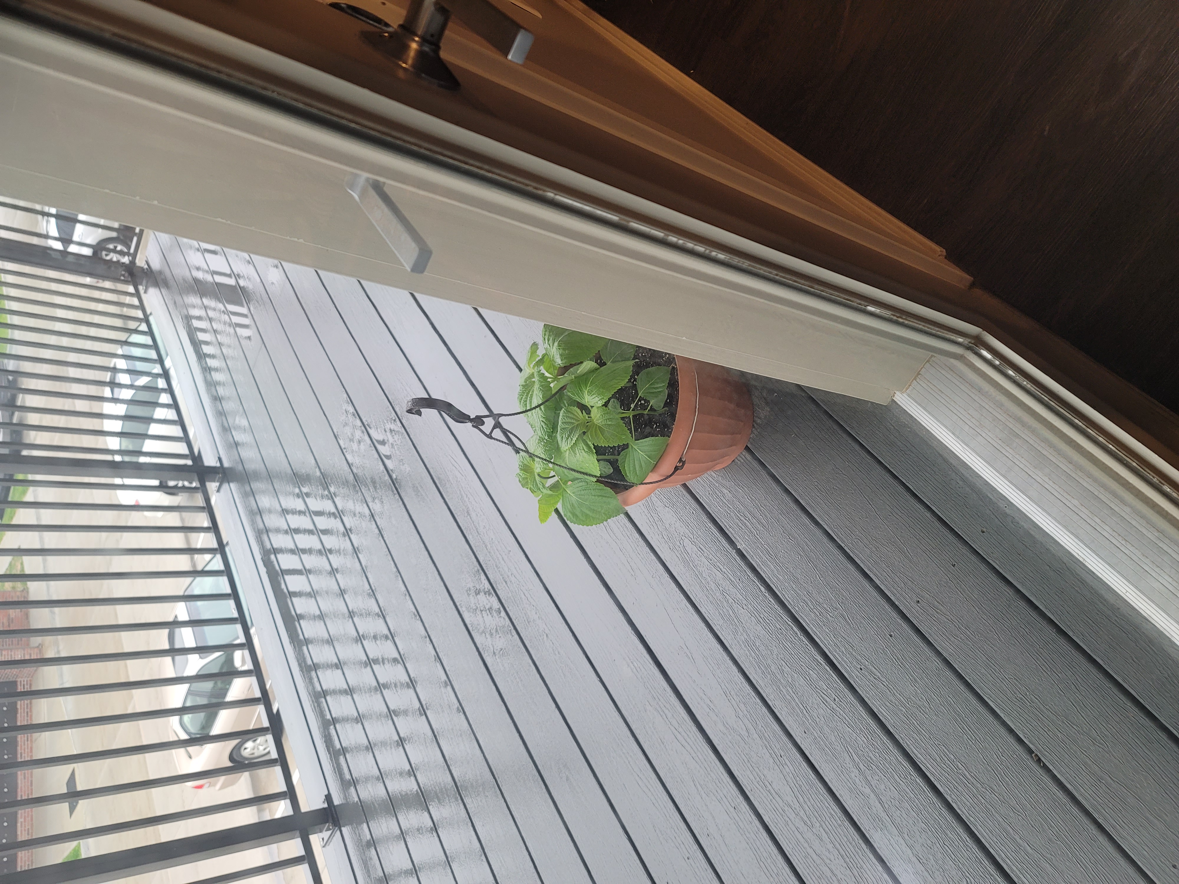 Potted Beefsteak Plant on a wooden deck near a glass door.