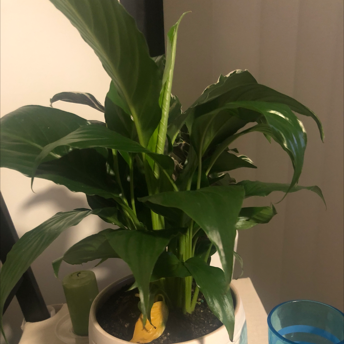 Peace Lily plant photo by Jess named Your plant on Greg, the plant care app.
