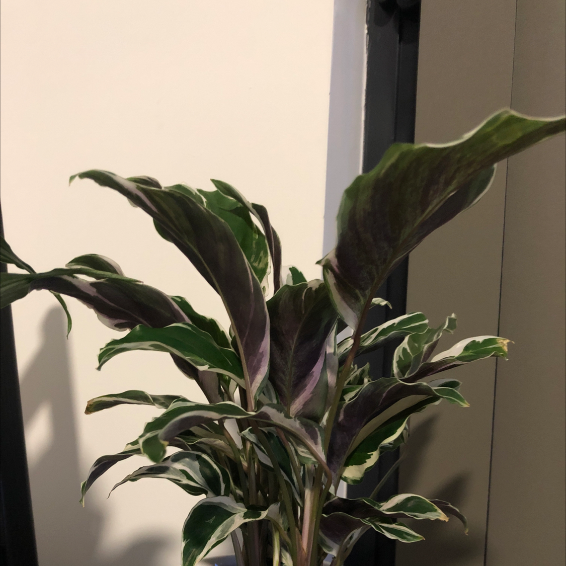 Calathea 'White Fusion' plant photo by Jess named Your plant on Greg, the plant care app.