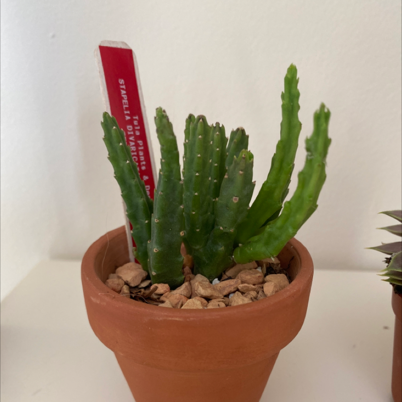 Photo of the plant species Stapelia divaricata by @FabLacefern named Your plant on Greg, the plant care app