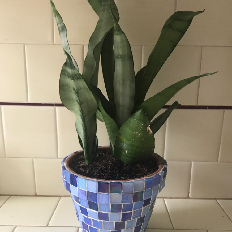 Snake Plant plant photo by @drgomez named Spike Leaves on Greg, the plant care app.