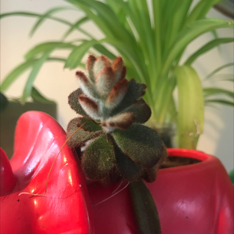 Graptosedum 'Bronze' succulent in a red pot with another plant in the background.