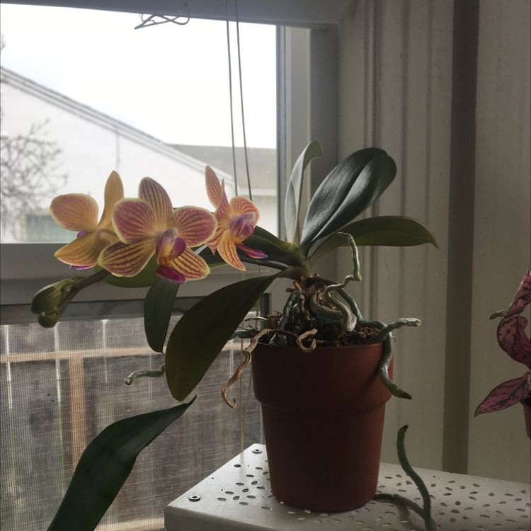 Phalaenopsis Orchid plant photo by @drgomez named Dulce on Greg, the plant care app.