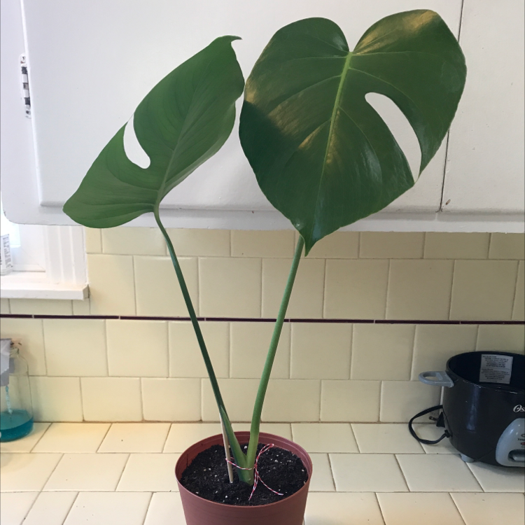 Monstera plant photo by @drgomez named Baby Dax on Greg, the plant care app.