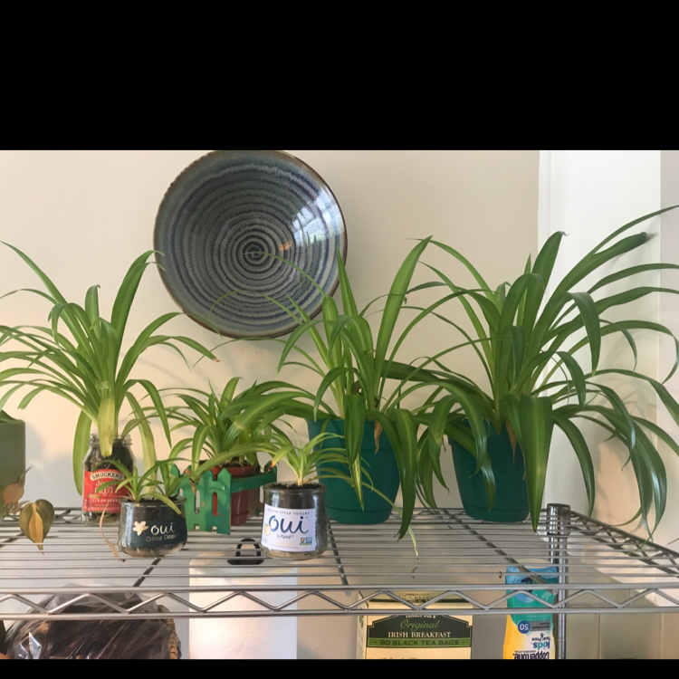 Spider Plant plant photo by @drgomez named The Spider Gang on Greg, the plant care app.