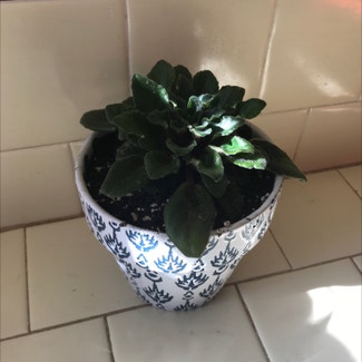 African Violet plant in Somewhere on Earth